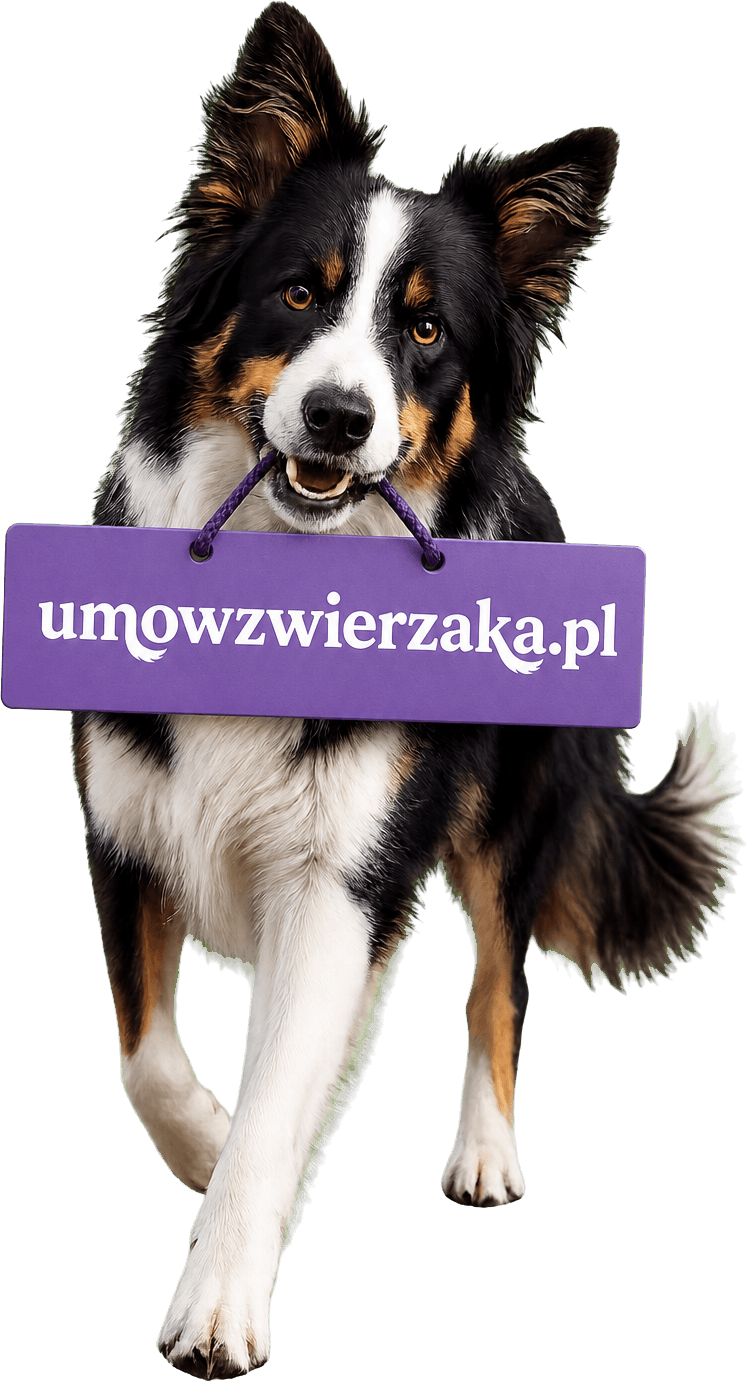 Pies gotowy na wizytę - usługi dla zwierząt Furrimo